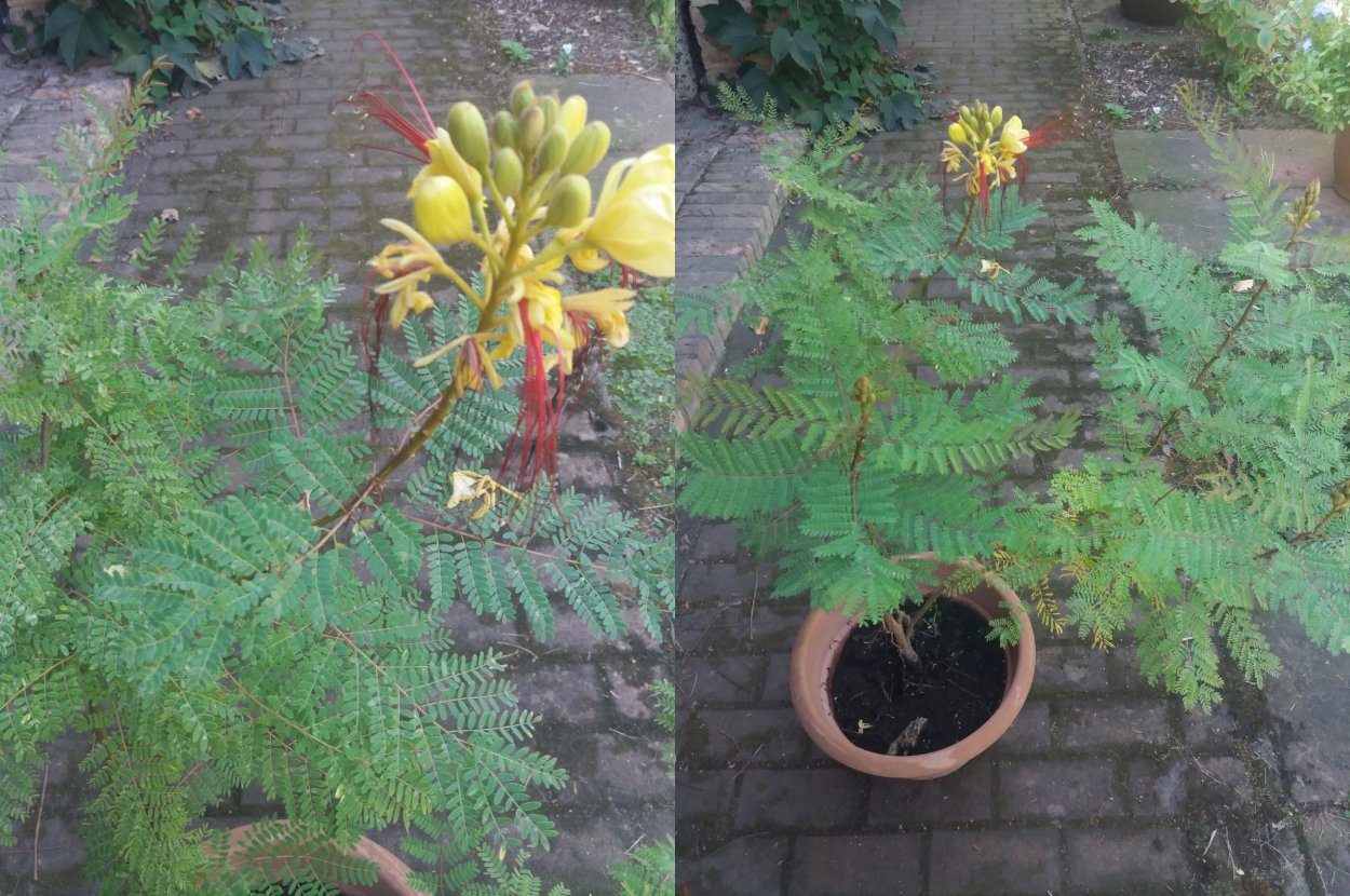 Цезальпиния Джиллиса