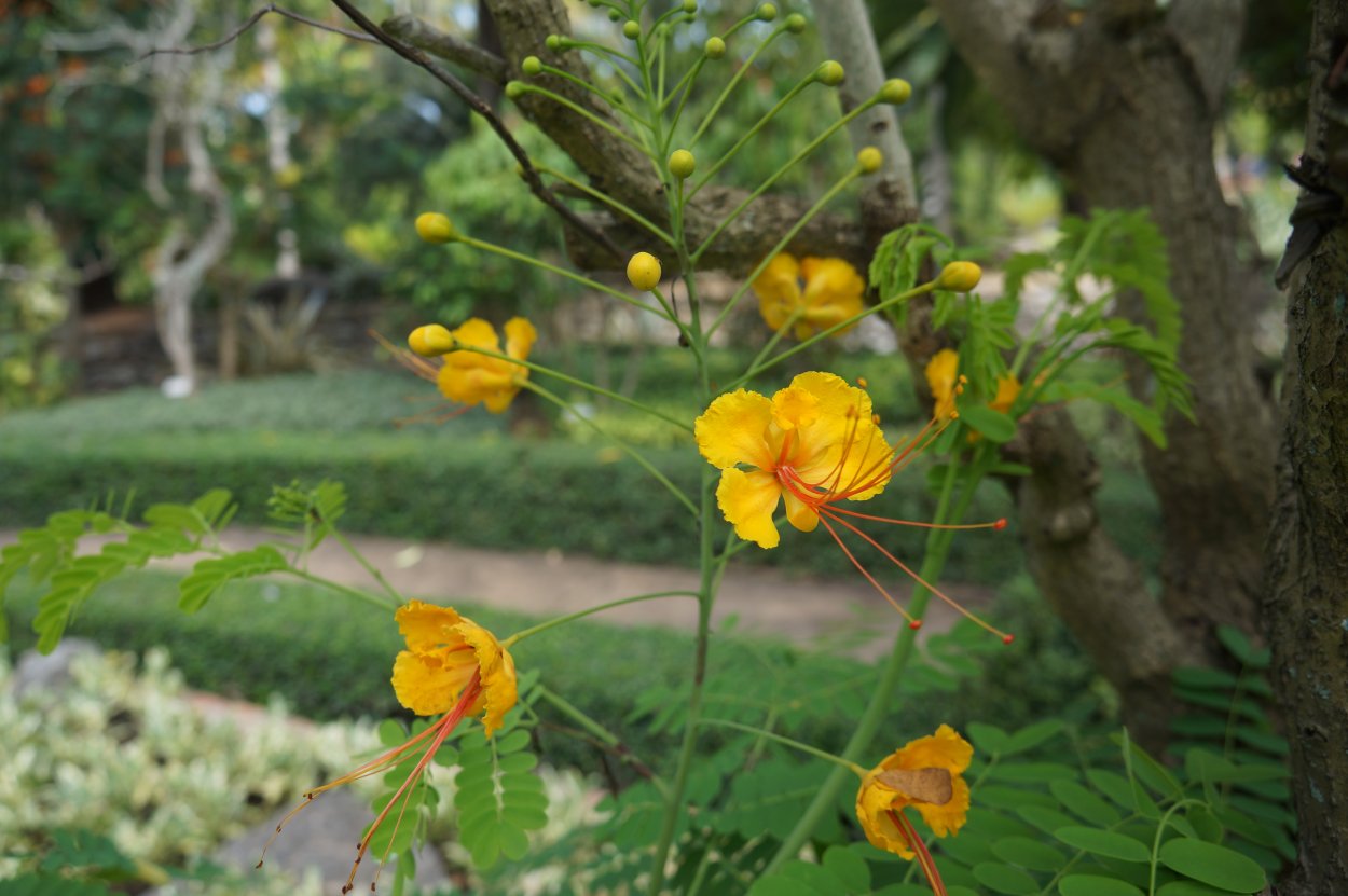 Caesalpinia sepiaria – Юнь-ши