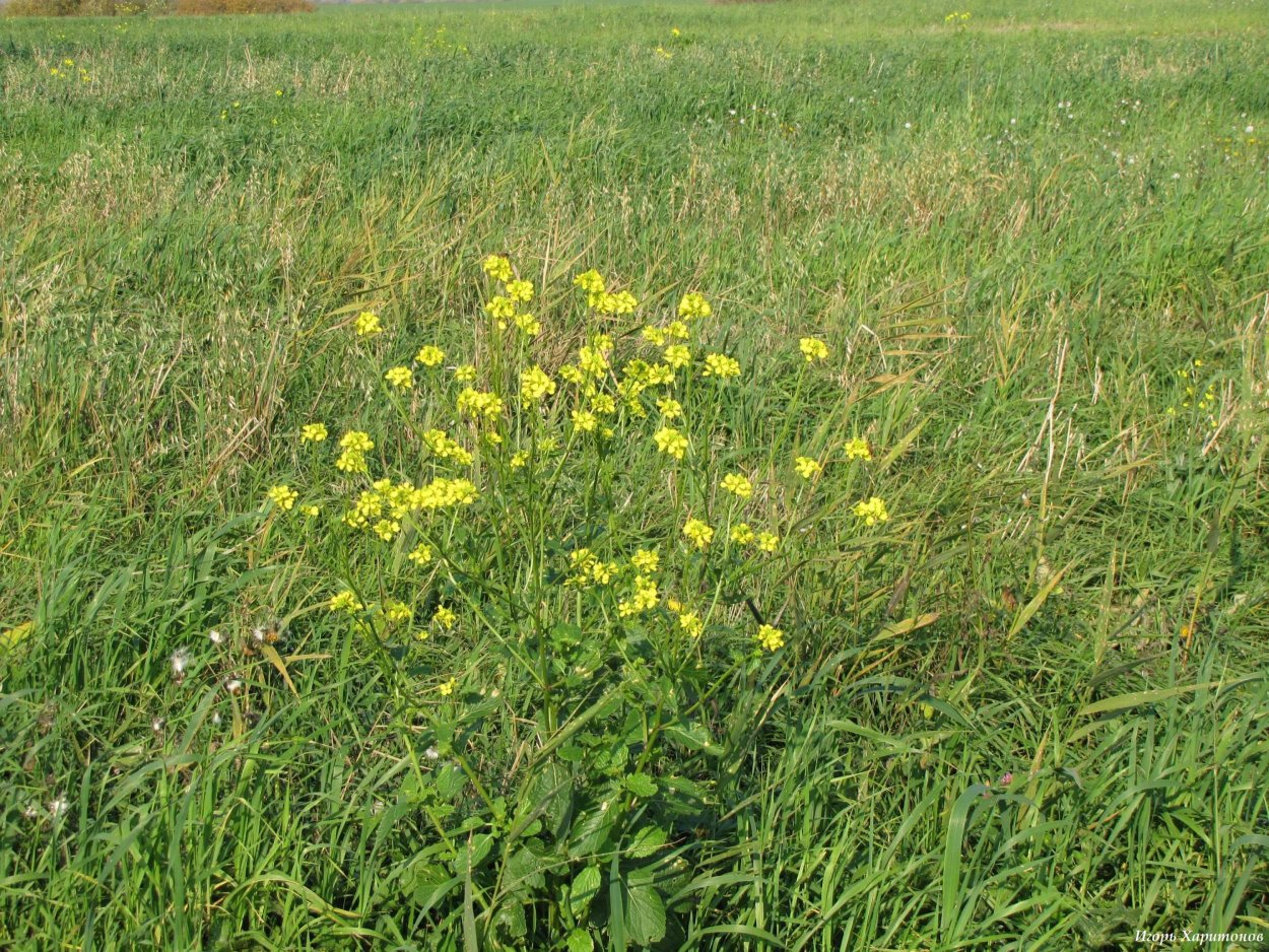 Сибех армянская трава
