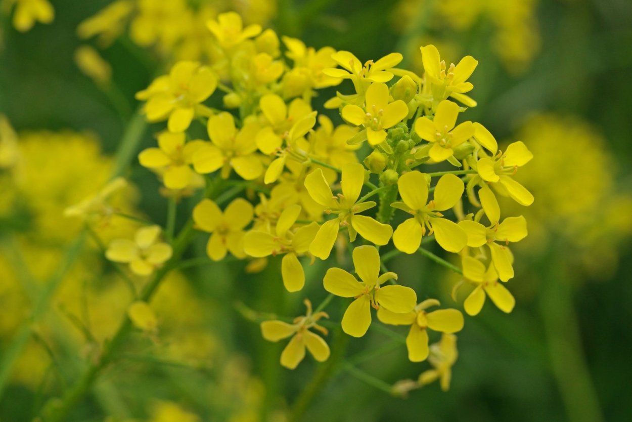 Сергебузы растение