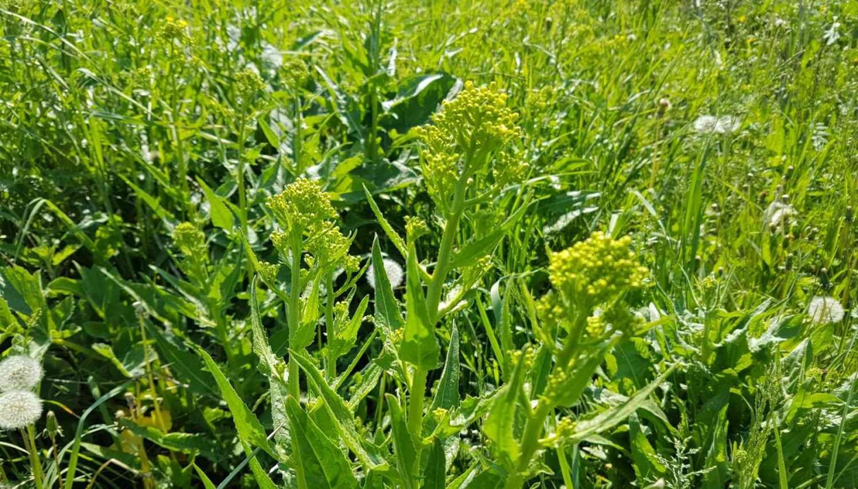 Свербига Восточная Bunias orientalis