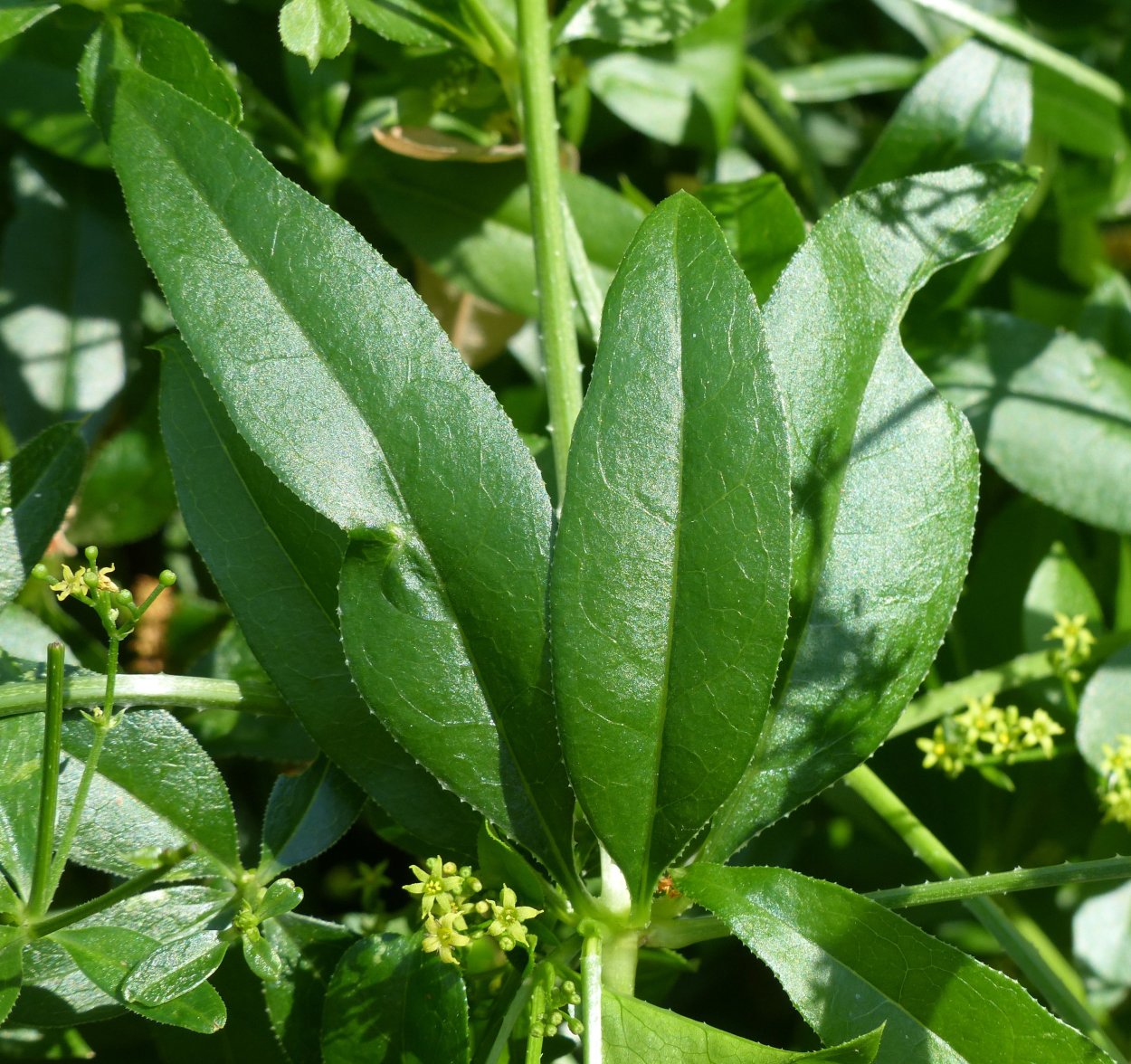 Свербига Восточная Bunias orientalis