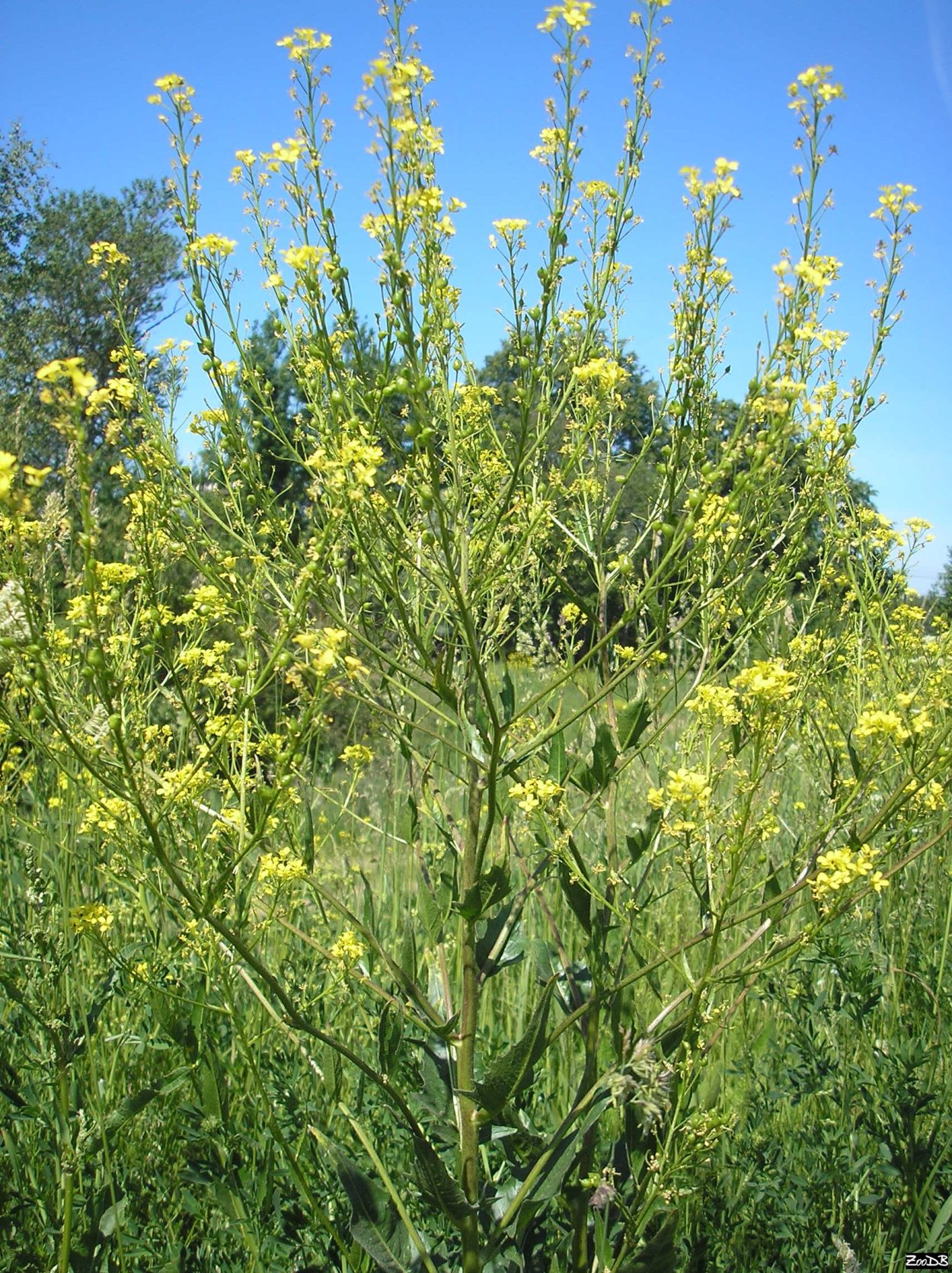 Свербига Восточная Bunias orientalis