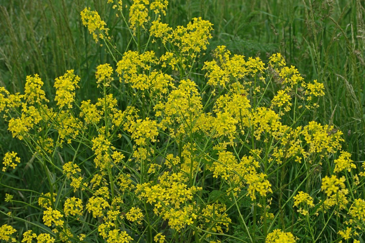 Сурепка свербига Восточная