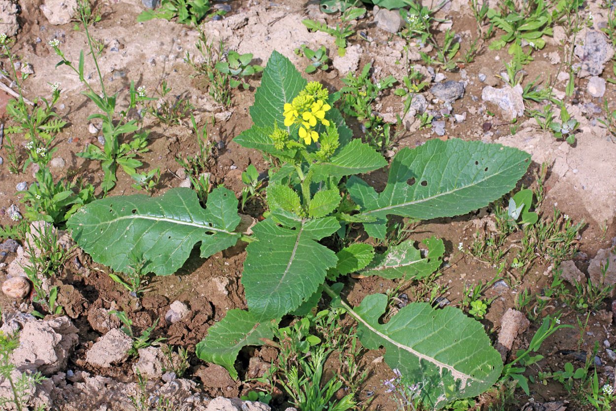 Сурепка свербига Восточная