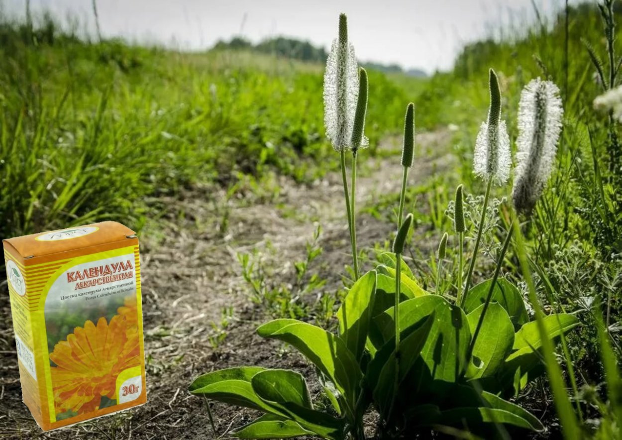 Астрал шестисто цветковый
