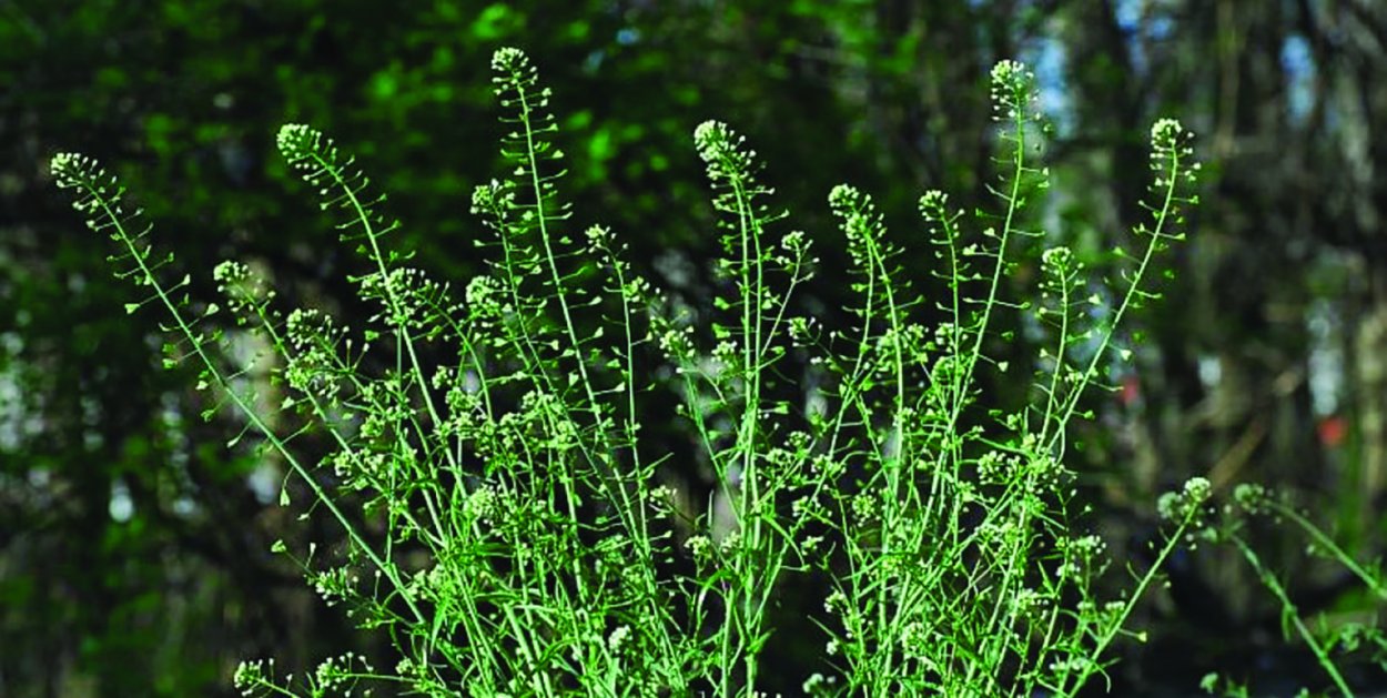 Шалфей розмарин корица травы