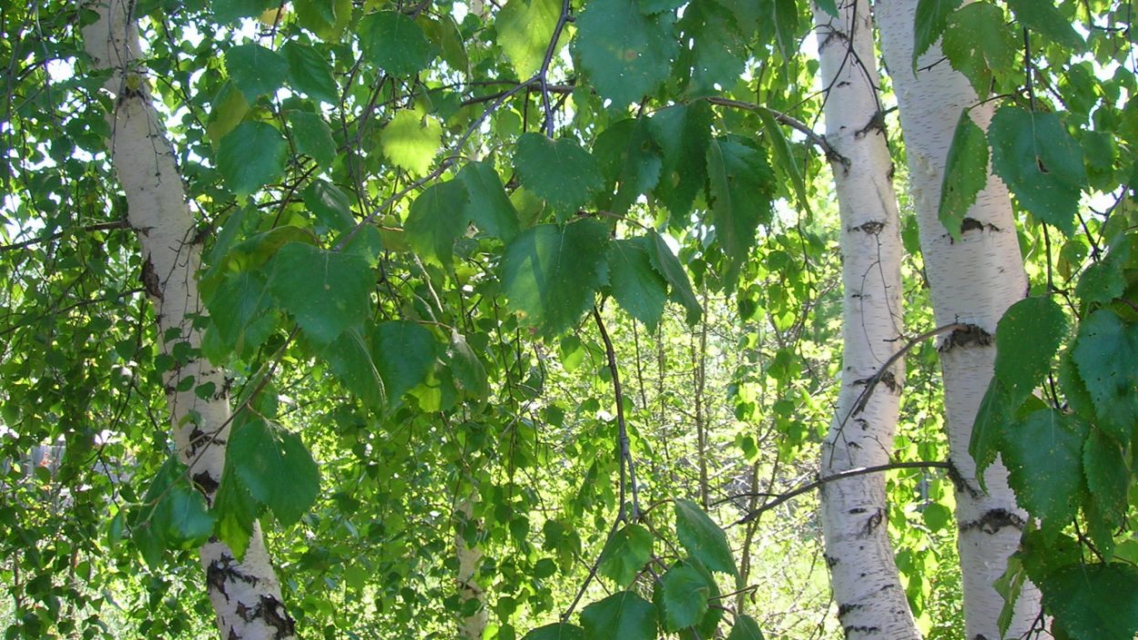 Берёза бородавчатая (Betula verrucosa)