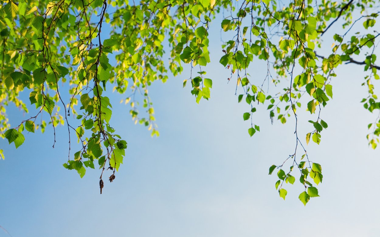 Троица берёзка листья