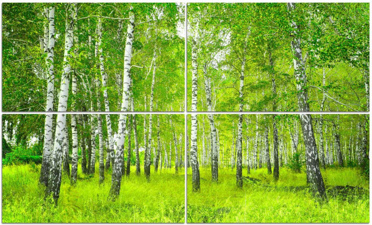 Березовая роща Ачинск