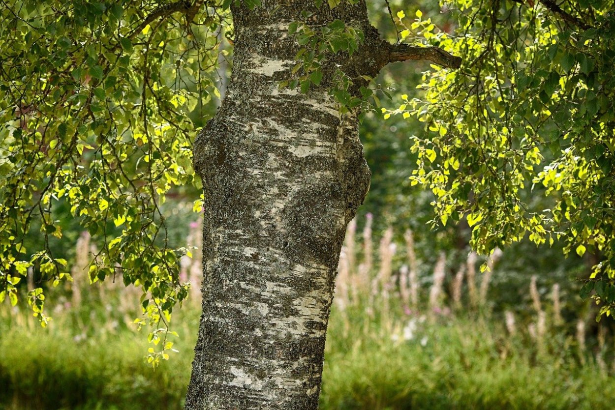 Раздвоенное дерево береза