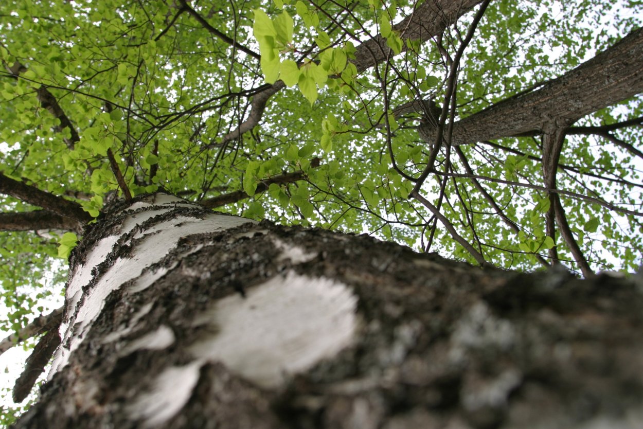 Берёза лжеэрмана