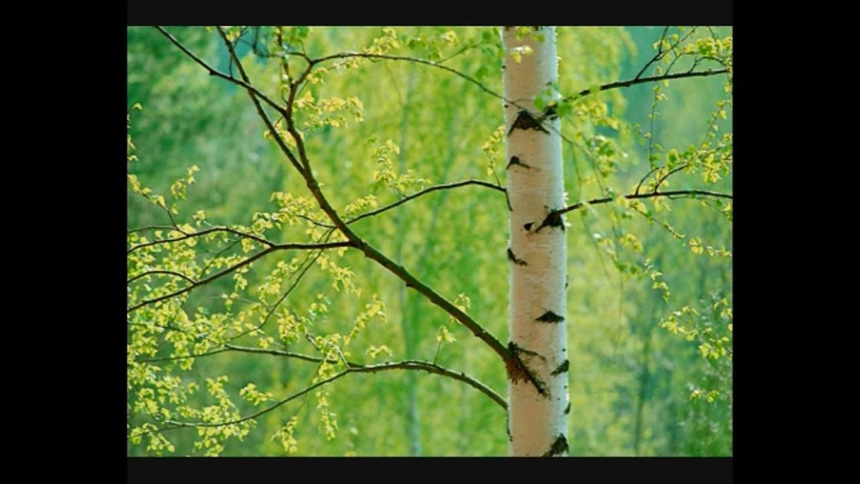 Покляпая береза