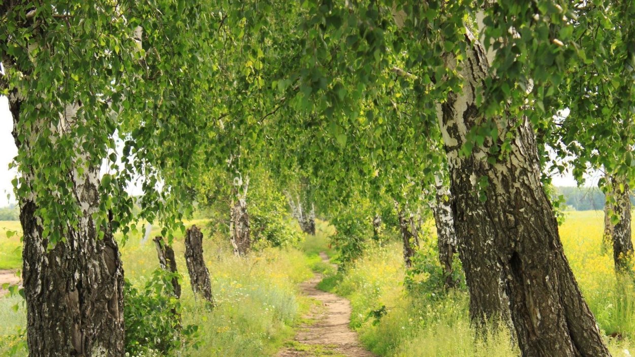 Береза у забора