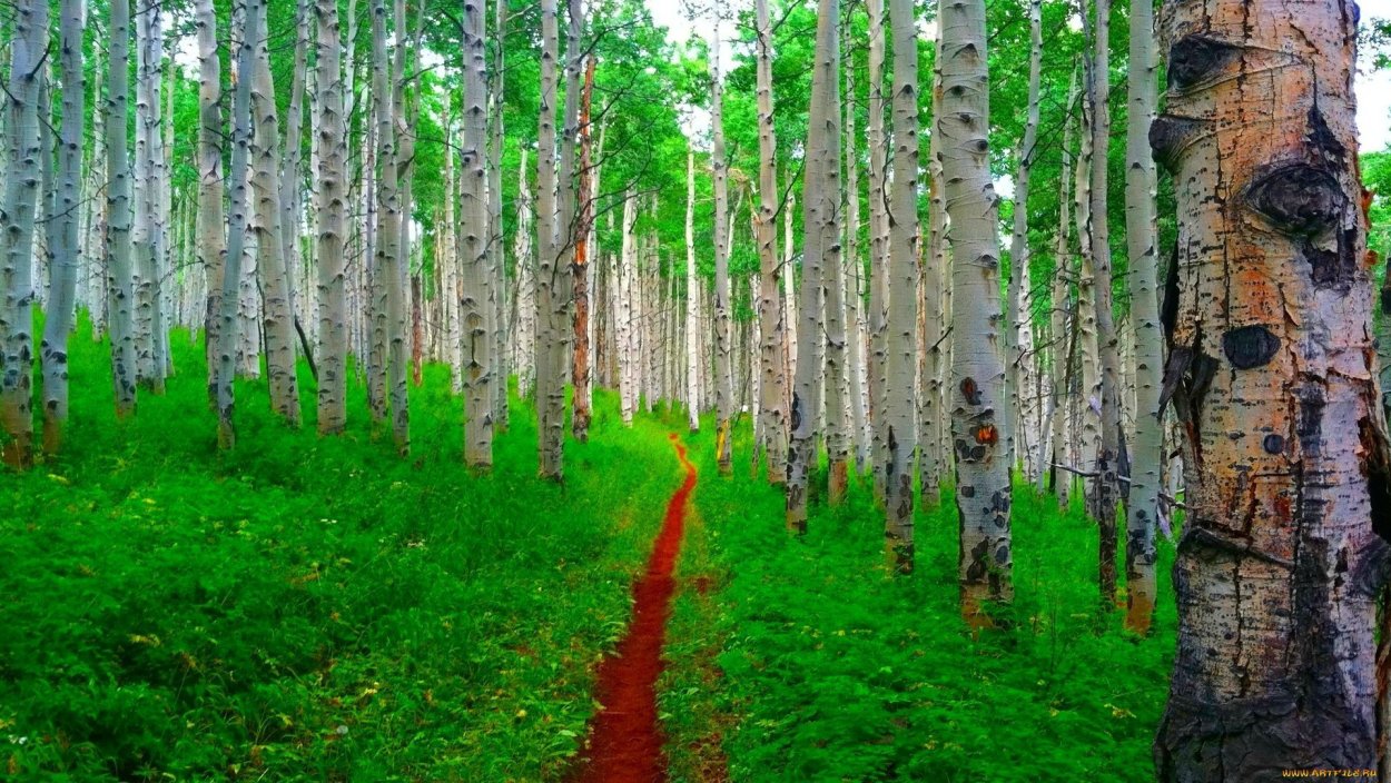 Березово-лиственничный лес