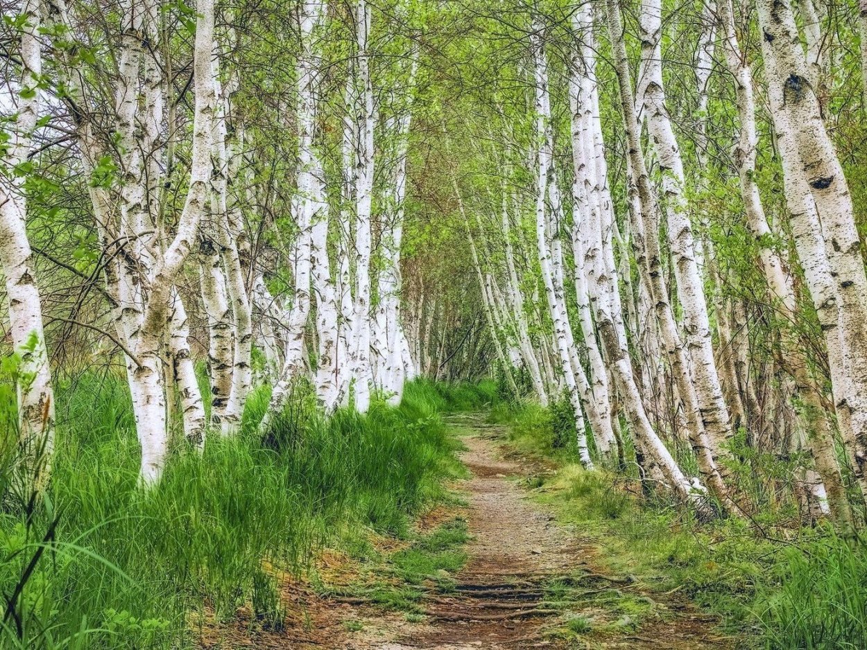 Березовая роща Омск