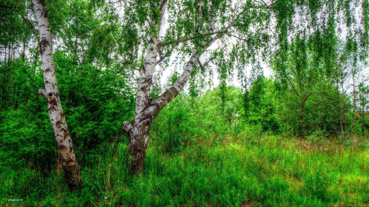 Берёза ойковская