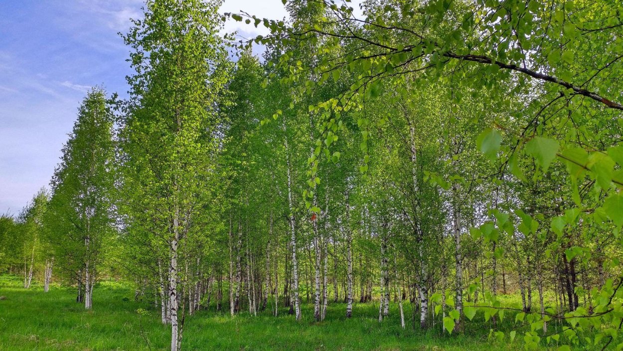 Березы России город