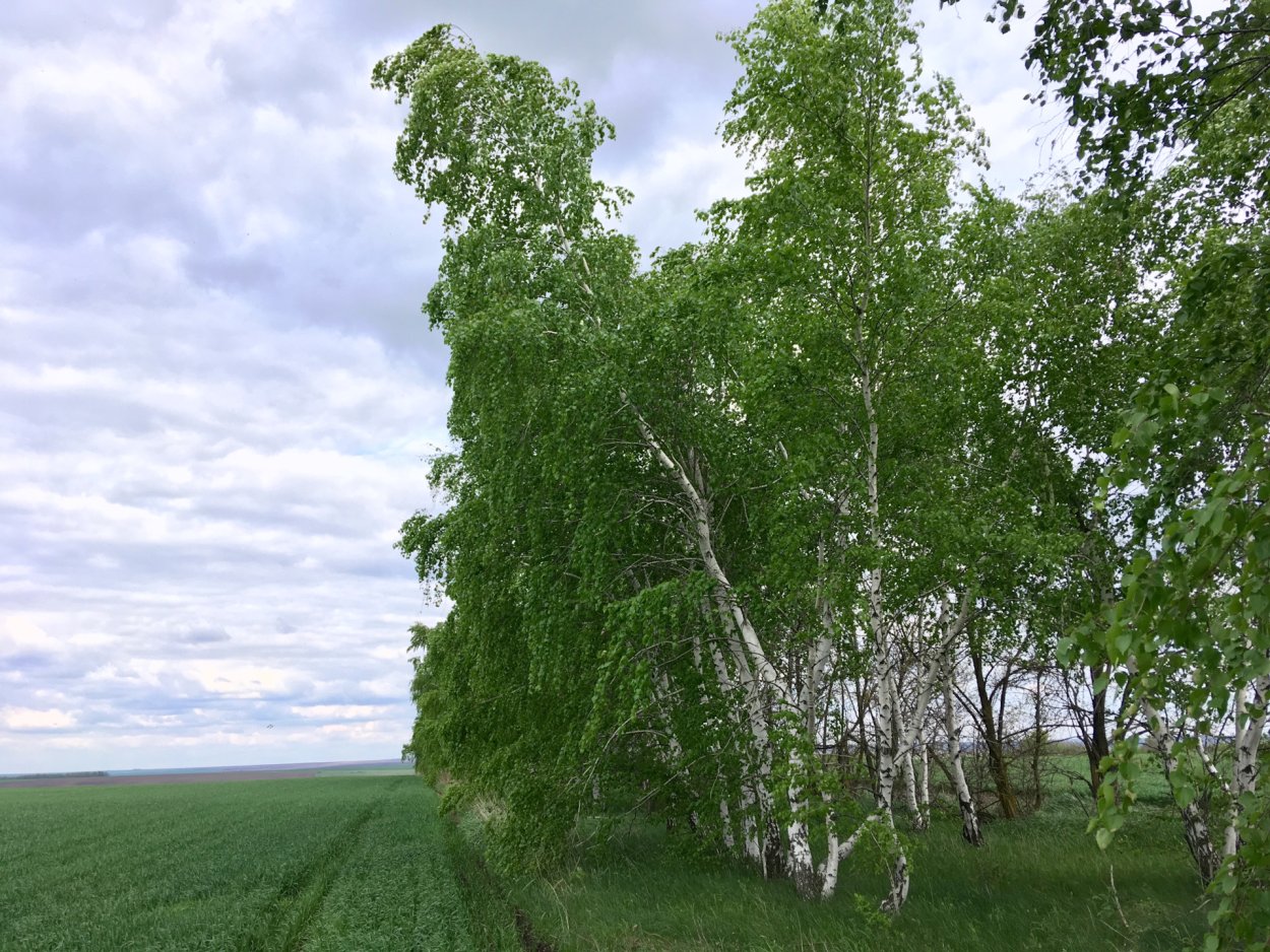 Россия Русь Березки тополя