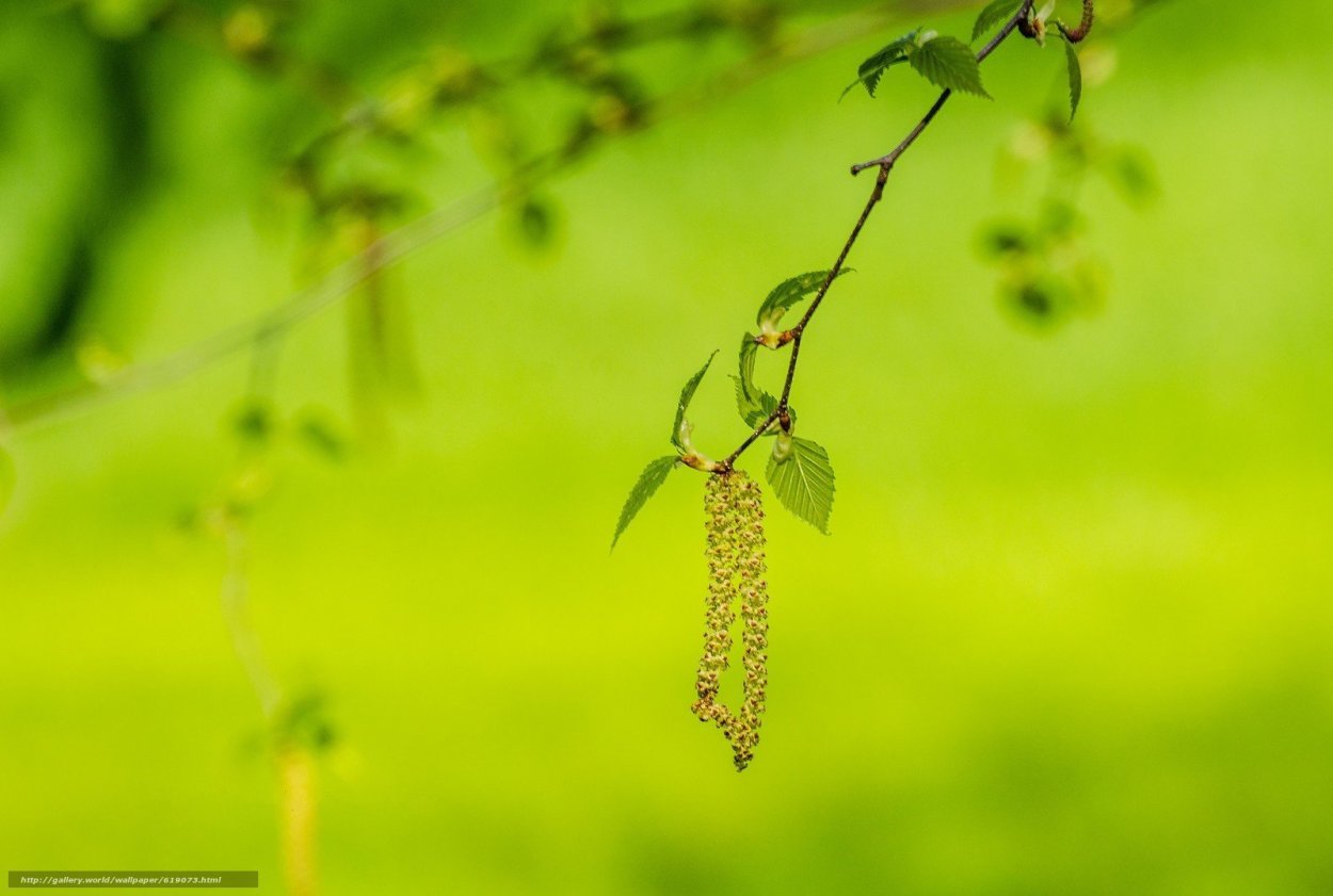 Красива ветка березы