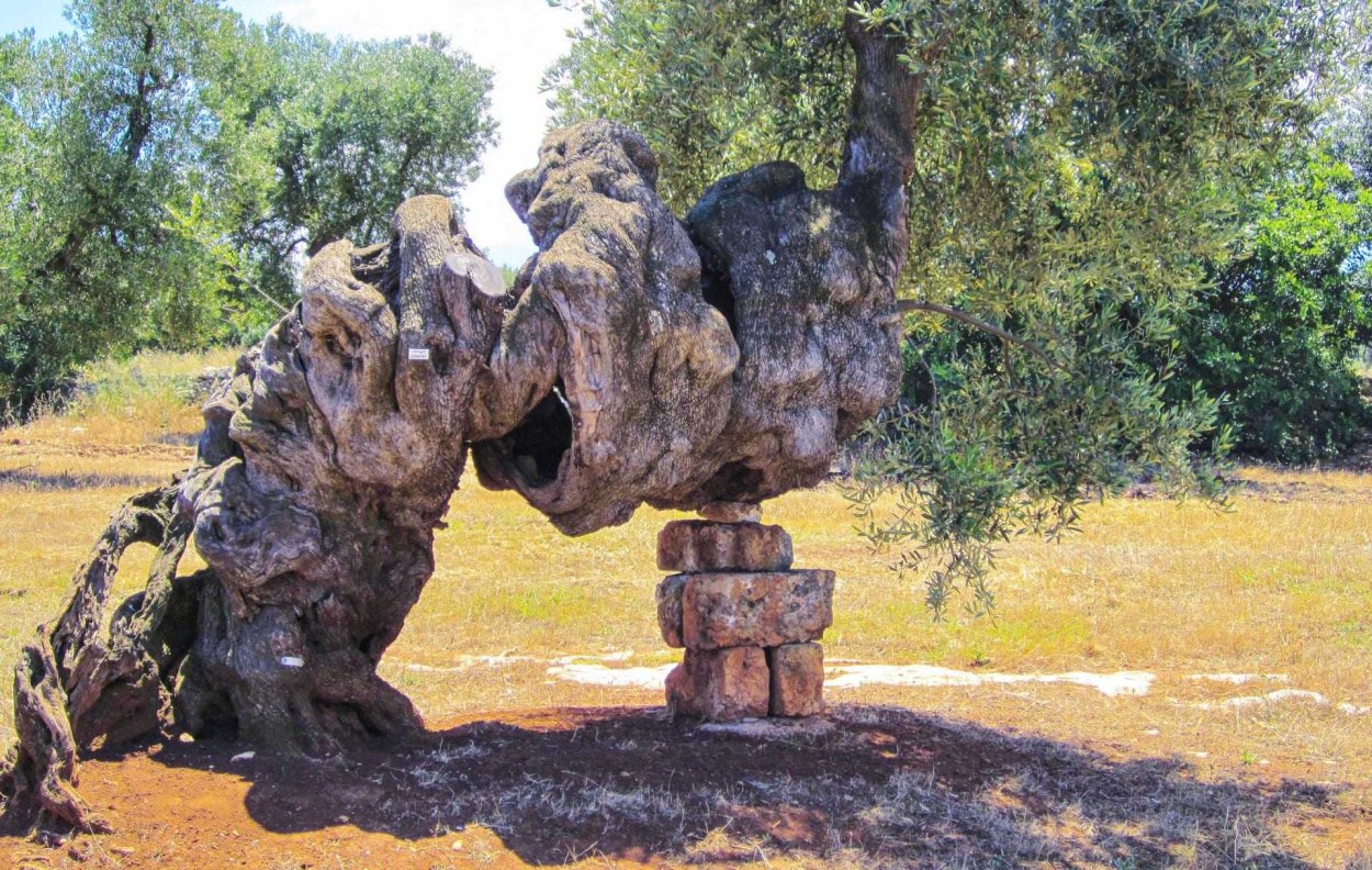 Оливковое дерево в Апулии