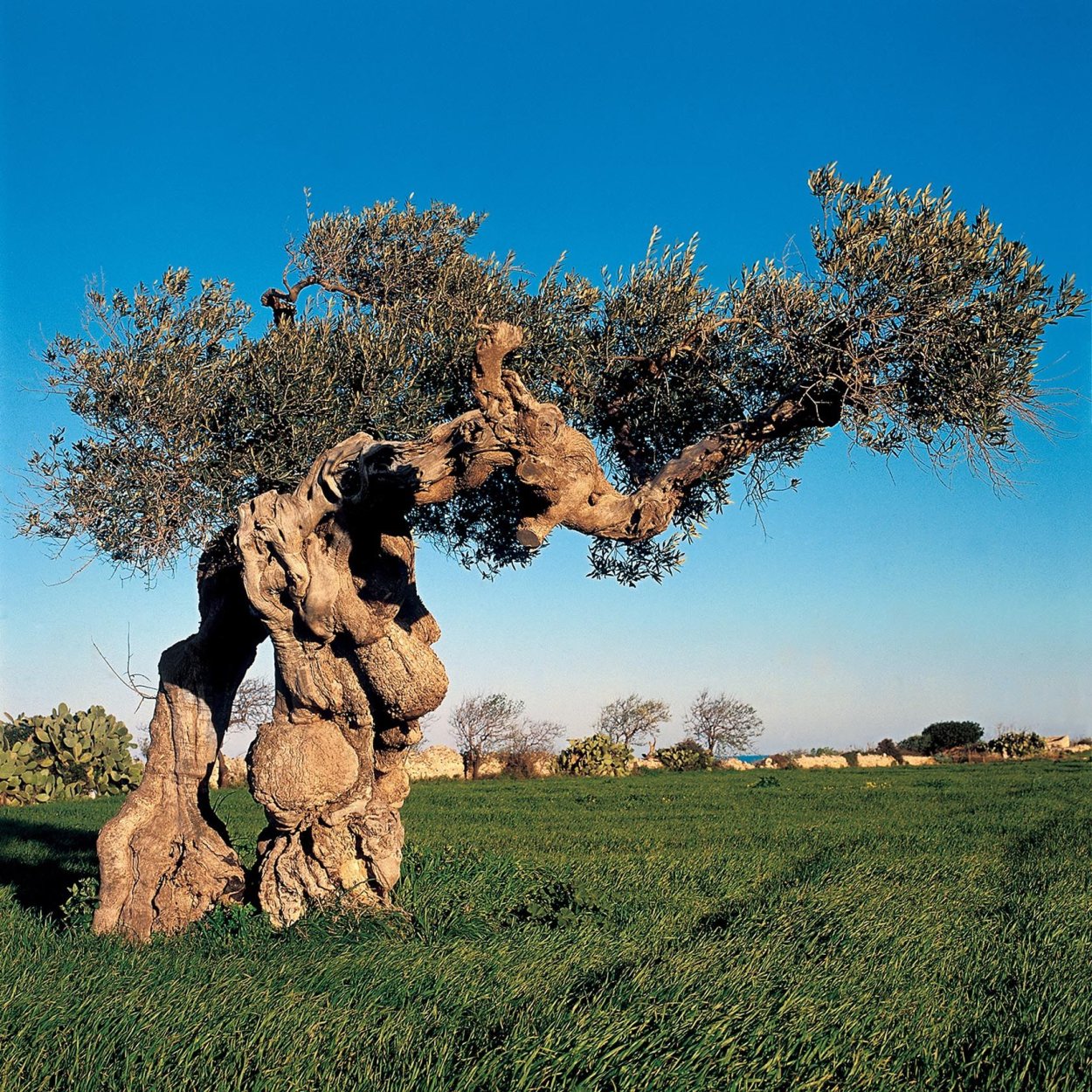 Древнее оливковое дерево в Апулии