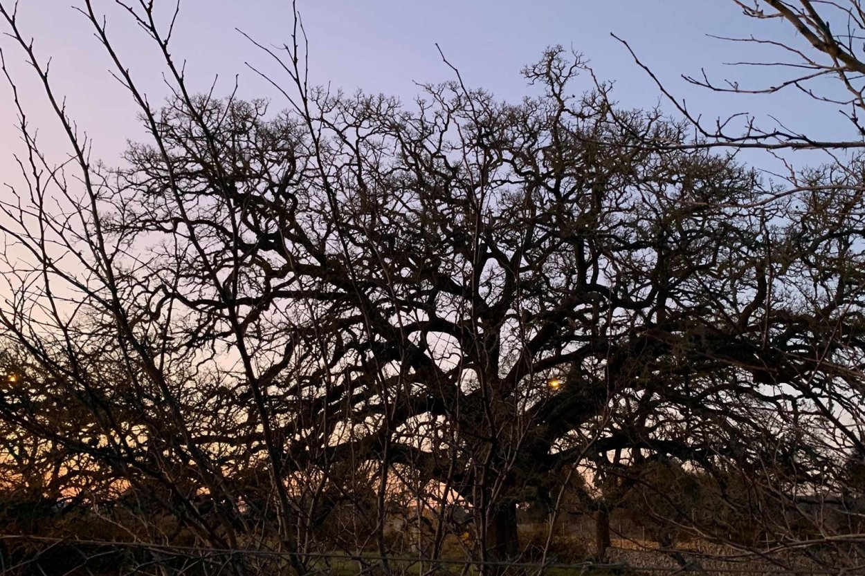 Дерево мыслитель Италия Апулия