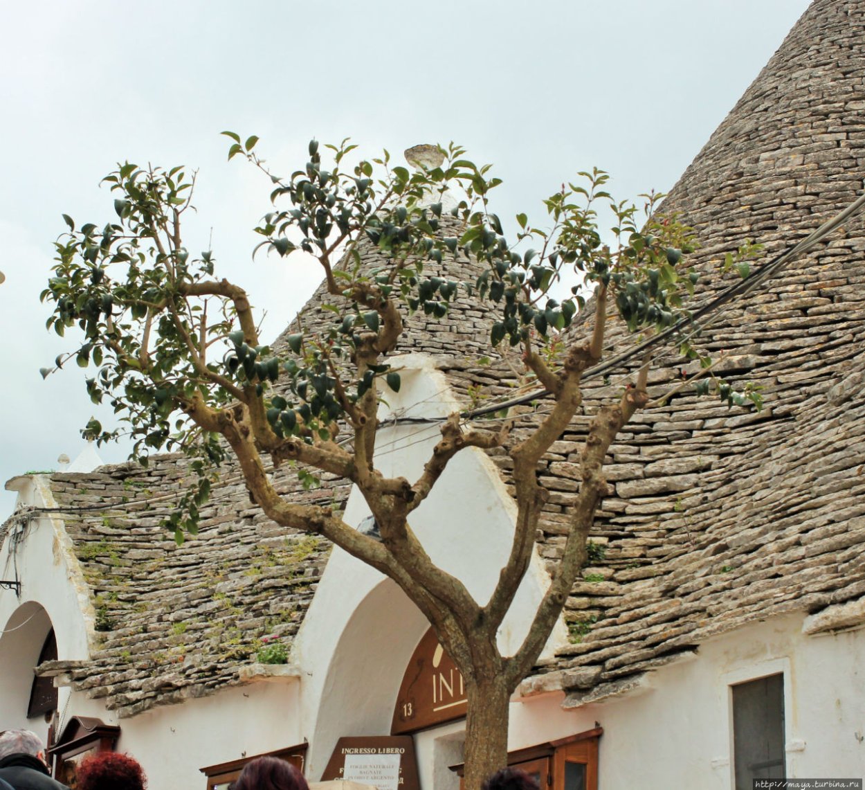 Хаджох сухое дерево