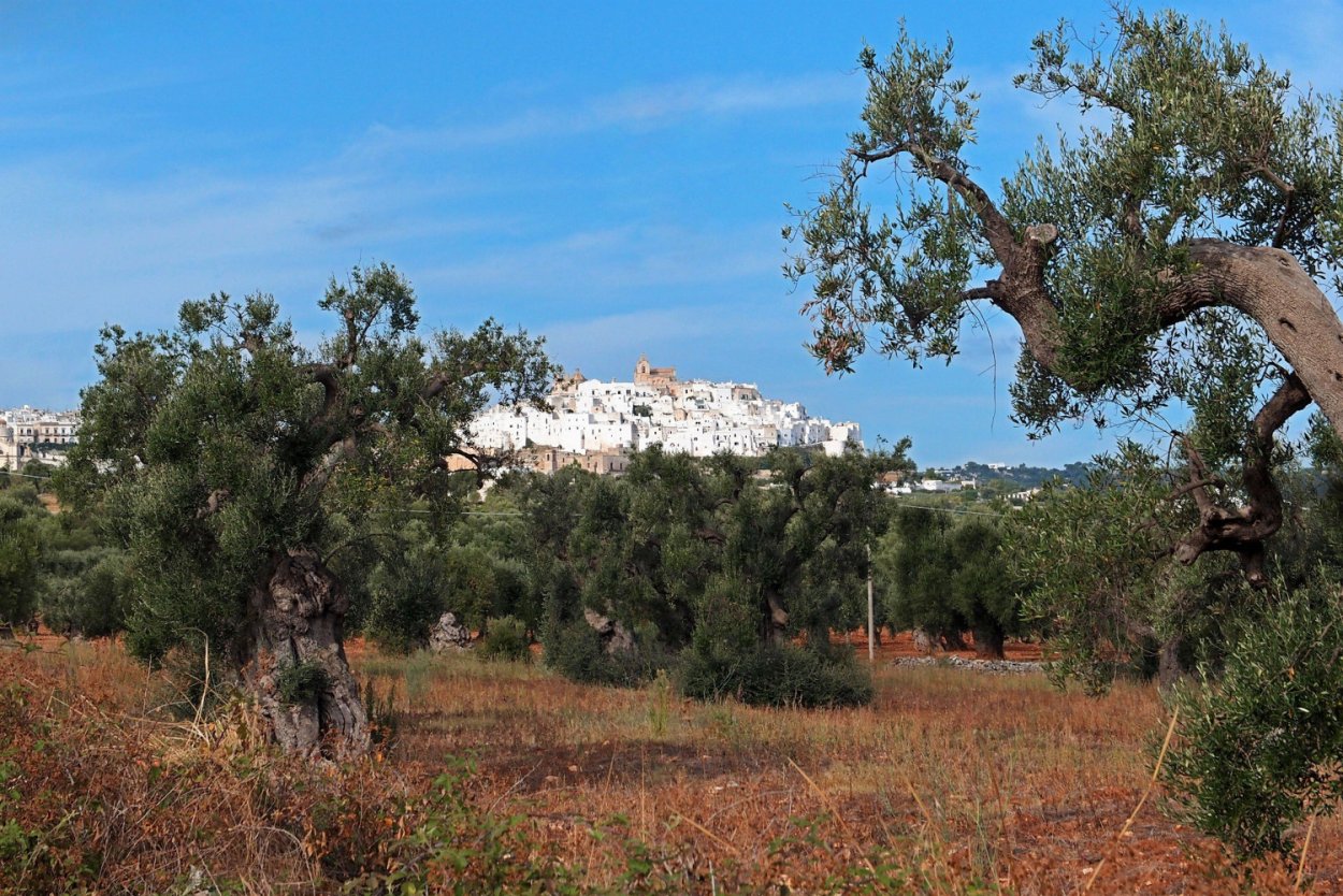 Тополь диаметр высота дерева