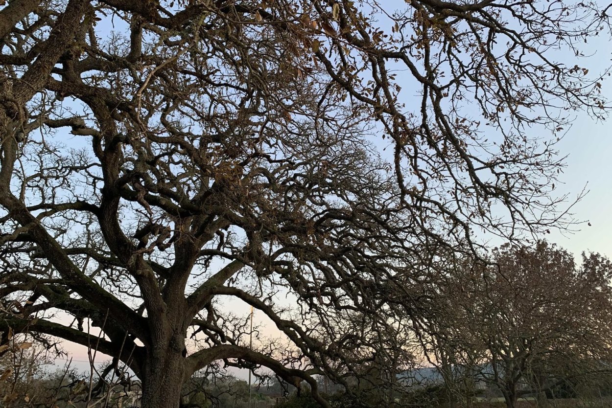 Оливковое дерево Вувес на Крите