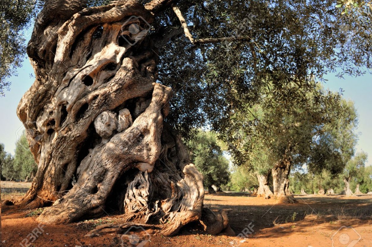 Oldest Olive Trees in Europe