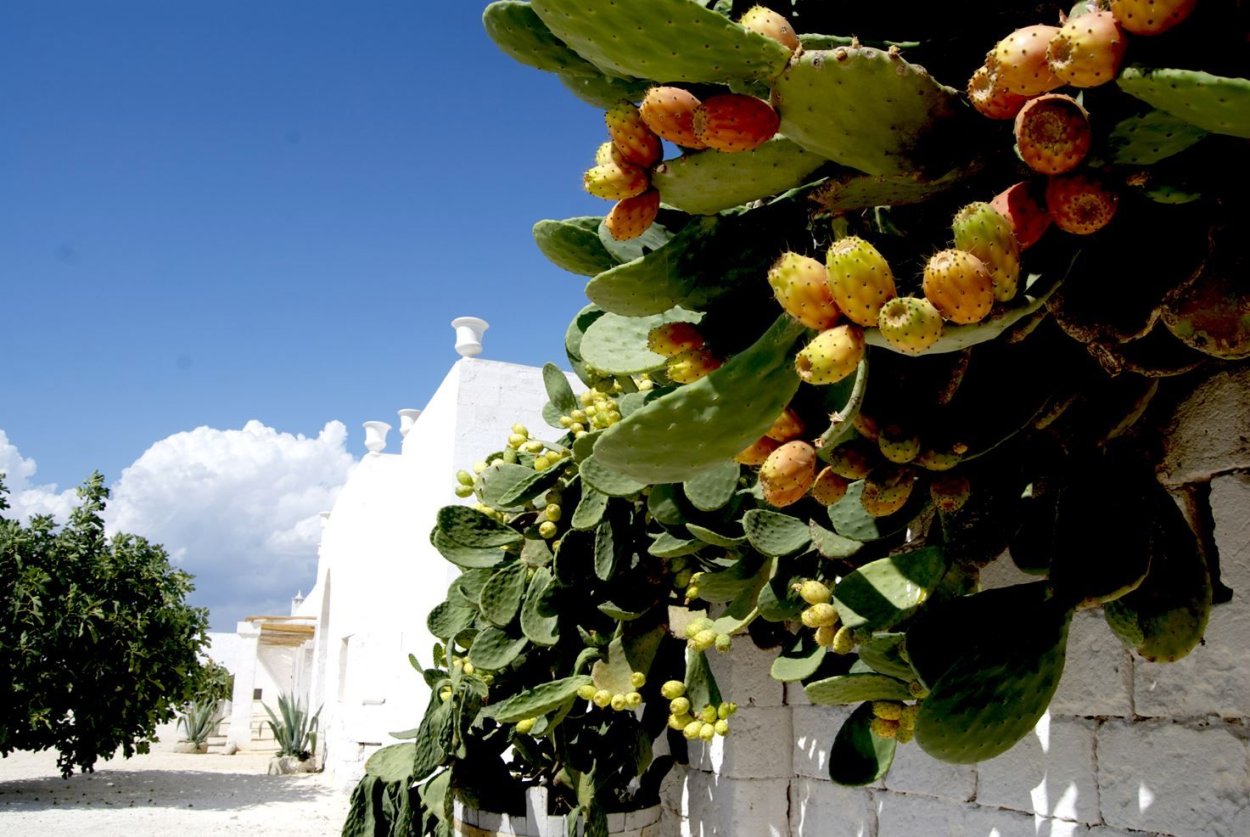 Таворский дуб Израиль