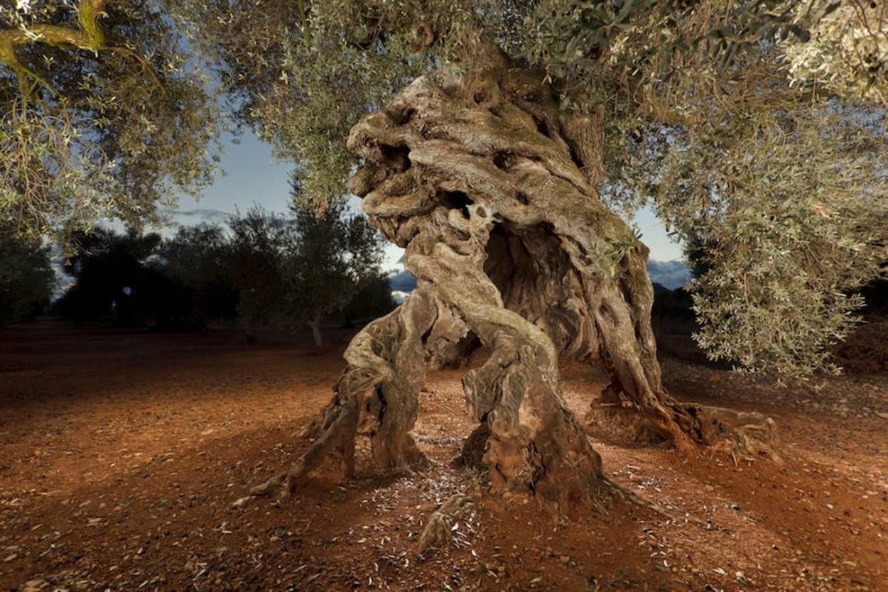 Самые старые деревья Европы