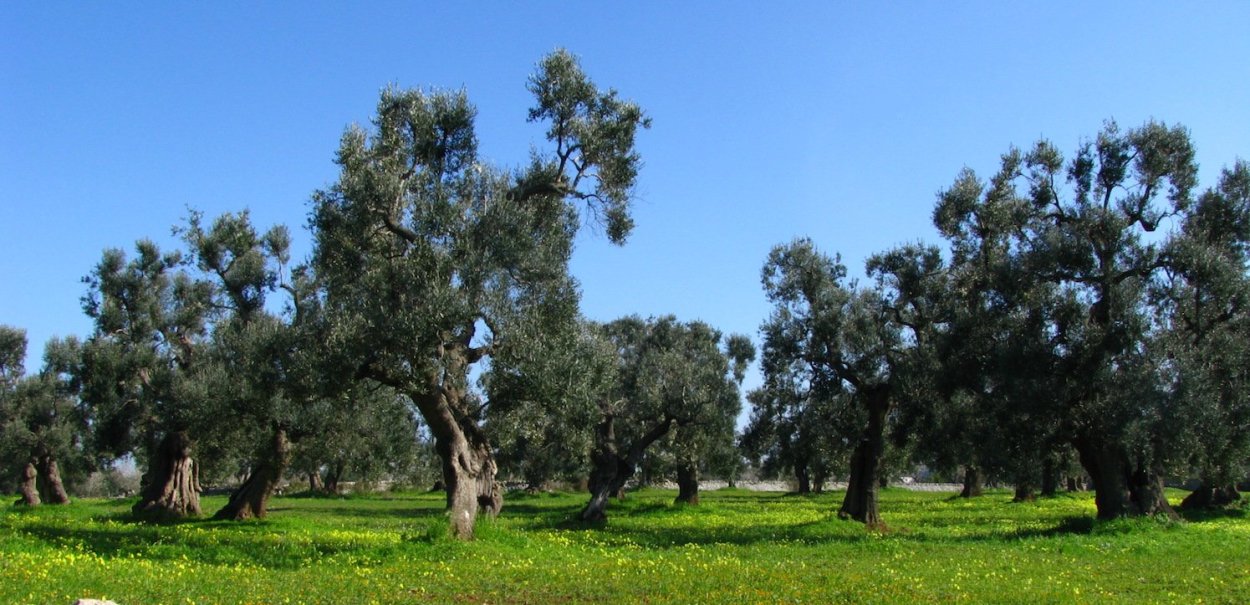 Красивое дерево