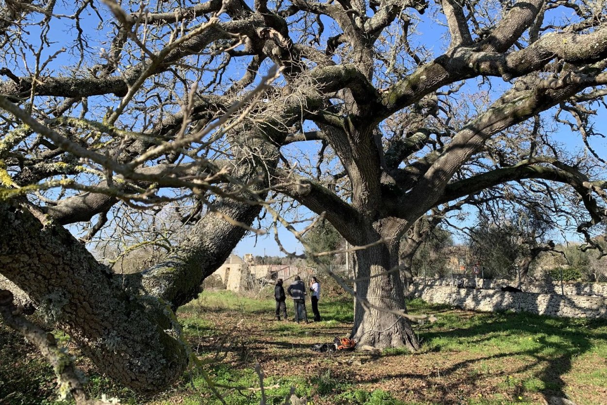 Родина оливкового дерева