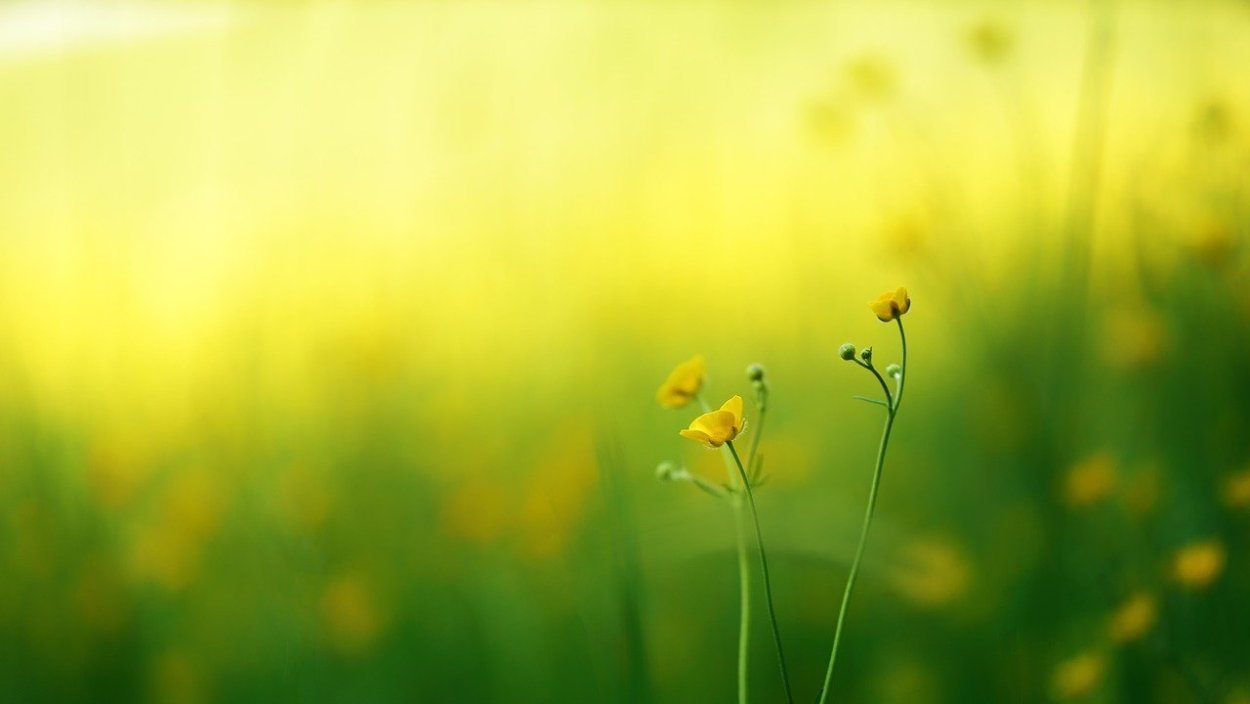 Высокая трава с желтыми цветами