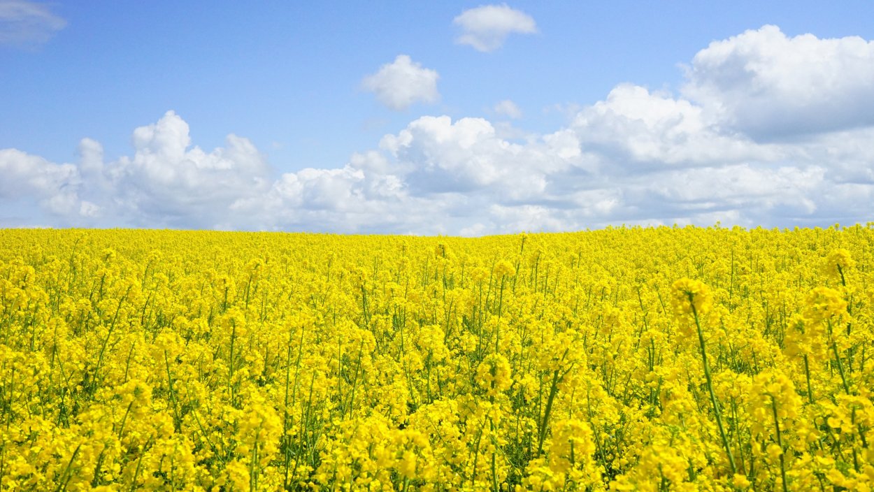 Рапс Яровой