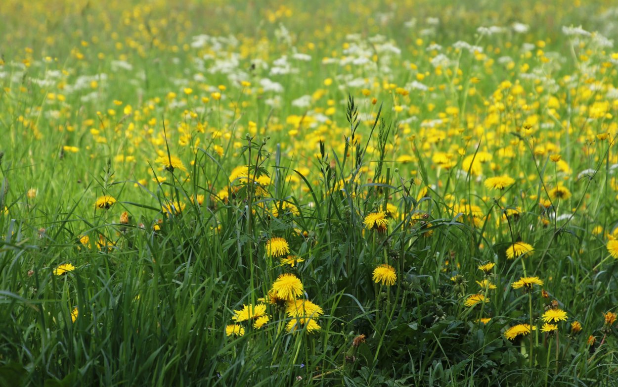Одуванчики в траве