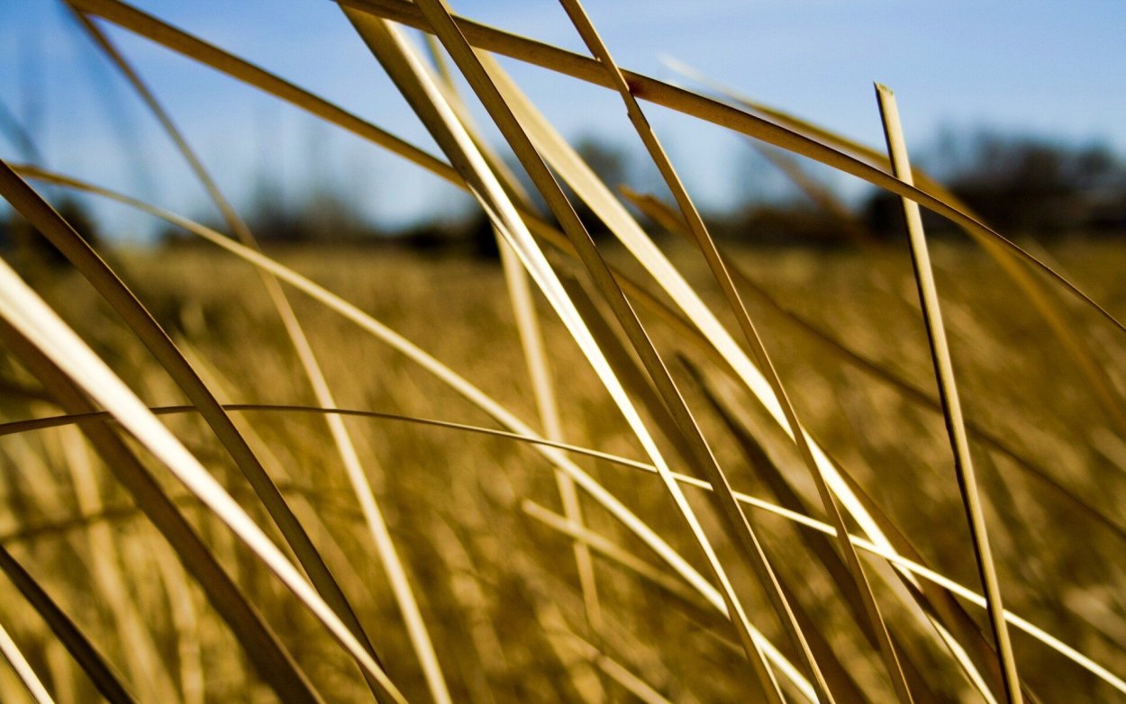 Обои солома