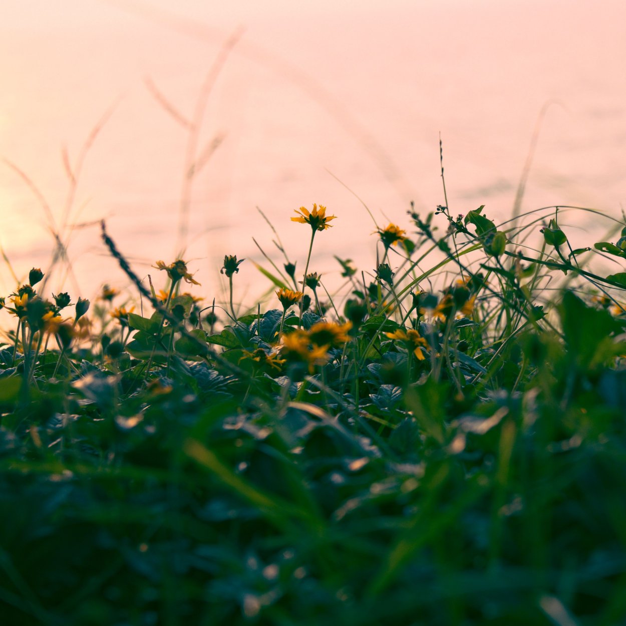 Природа трава фото