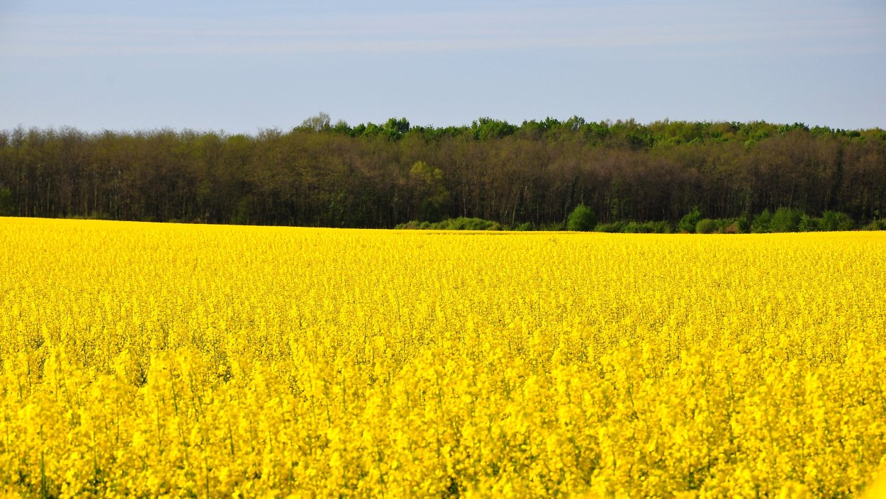 Рапсовые поля Ливны
