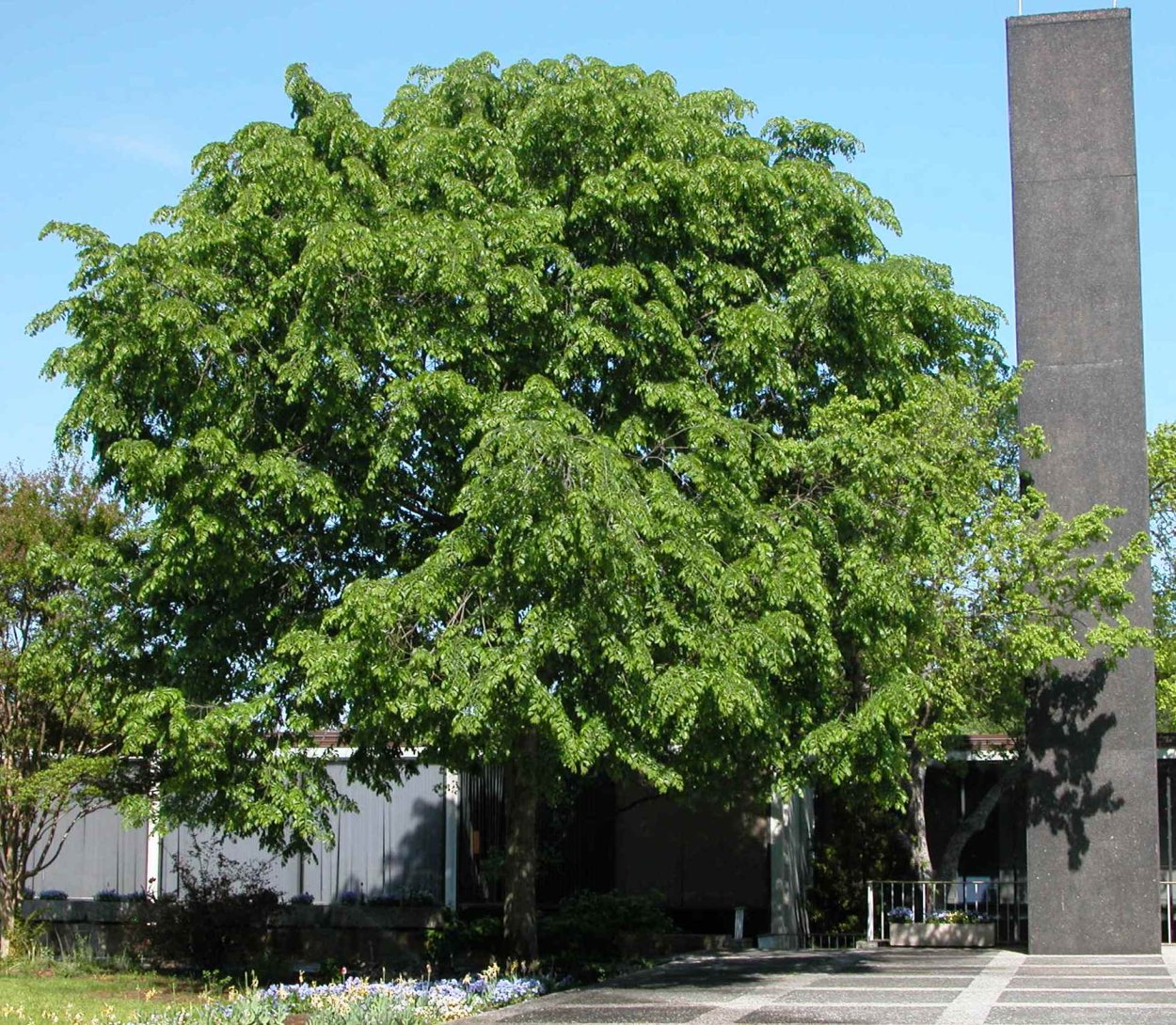 Вяз японский (Ulmus japonica)