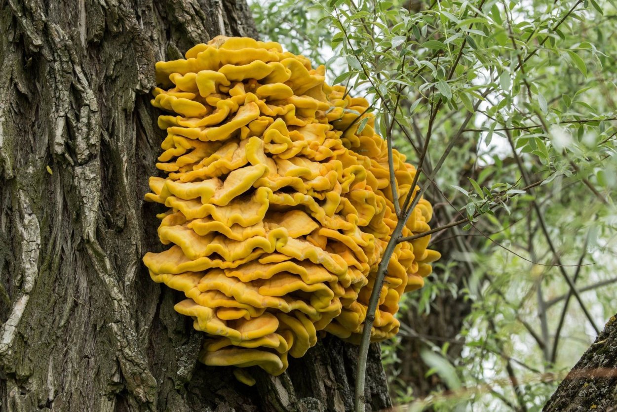 Грибы ильмаки Приморский край