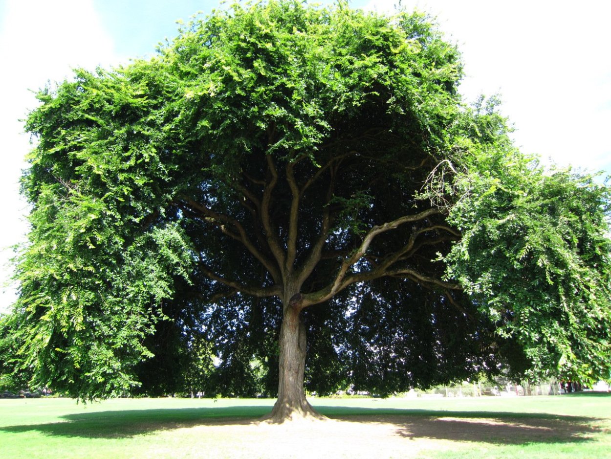 Вяз карагач