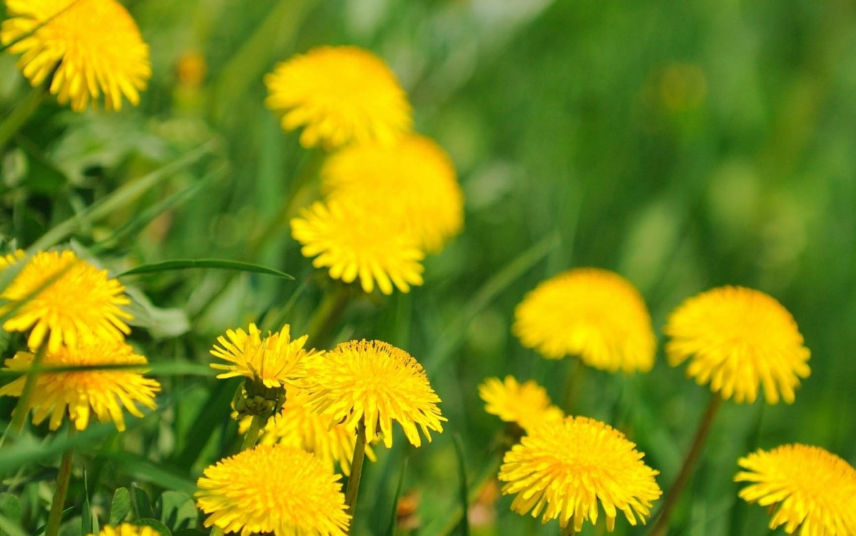 Одуванчик желтый