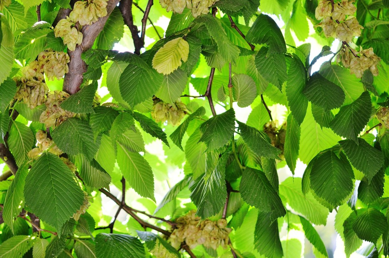 Вяз гладкий (Ulmus laevis)