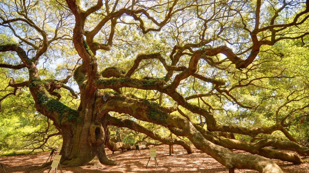 Дерево элгарио