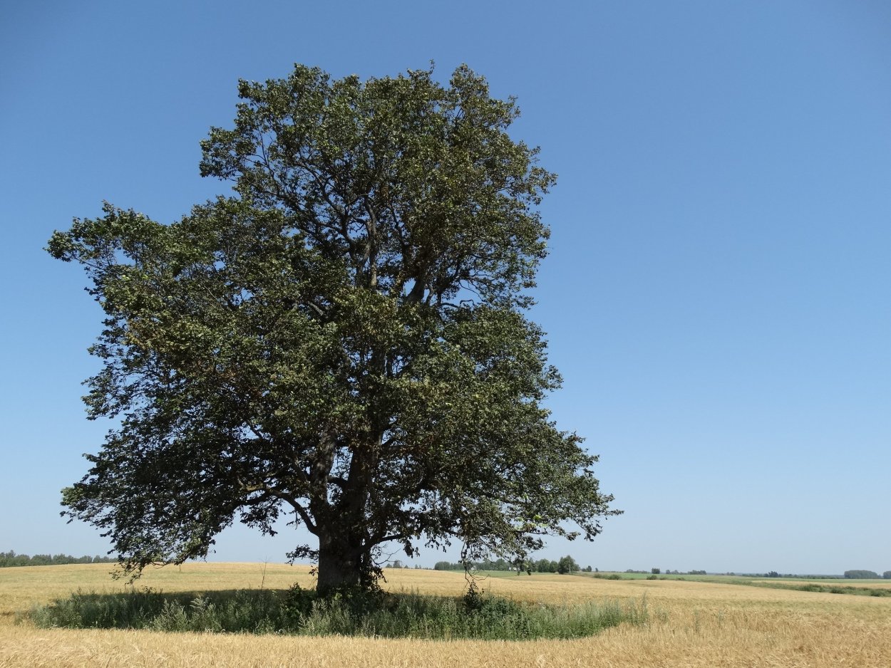 Ильм вяз дерево