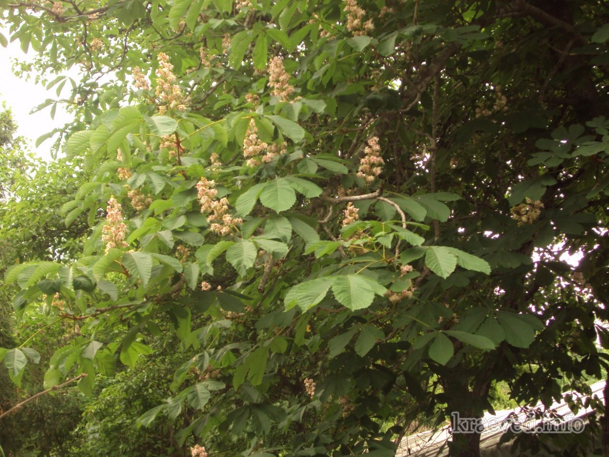 Дерево ильмак в Приморье