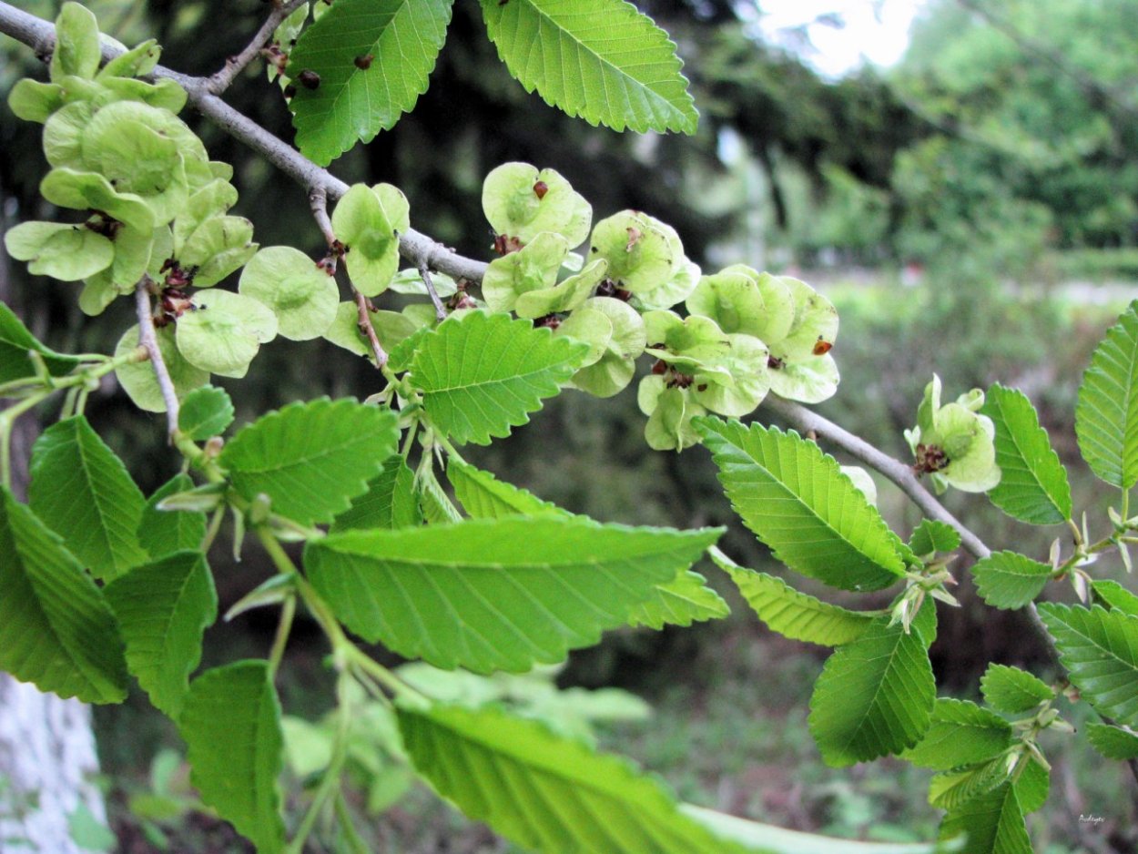 Вяз шершавый (Ulmus glabra)